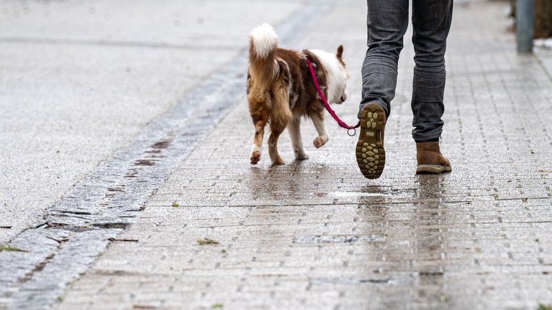 Archivbild: Ein Mann geht mit einem Hund über einen vereisten Weg | Bild: picture alliance/dpa | Armin Weigel Archivbild: Ein Mann geht mit einem Hund über einen vereisten Weg