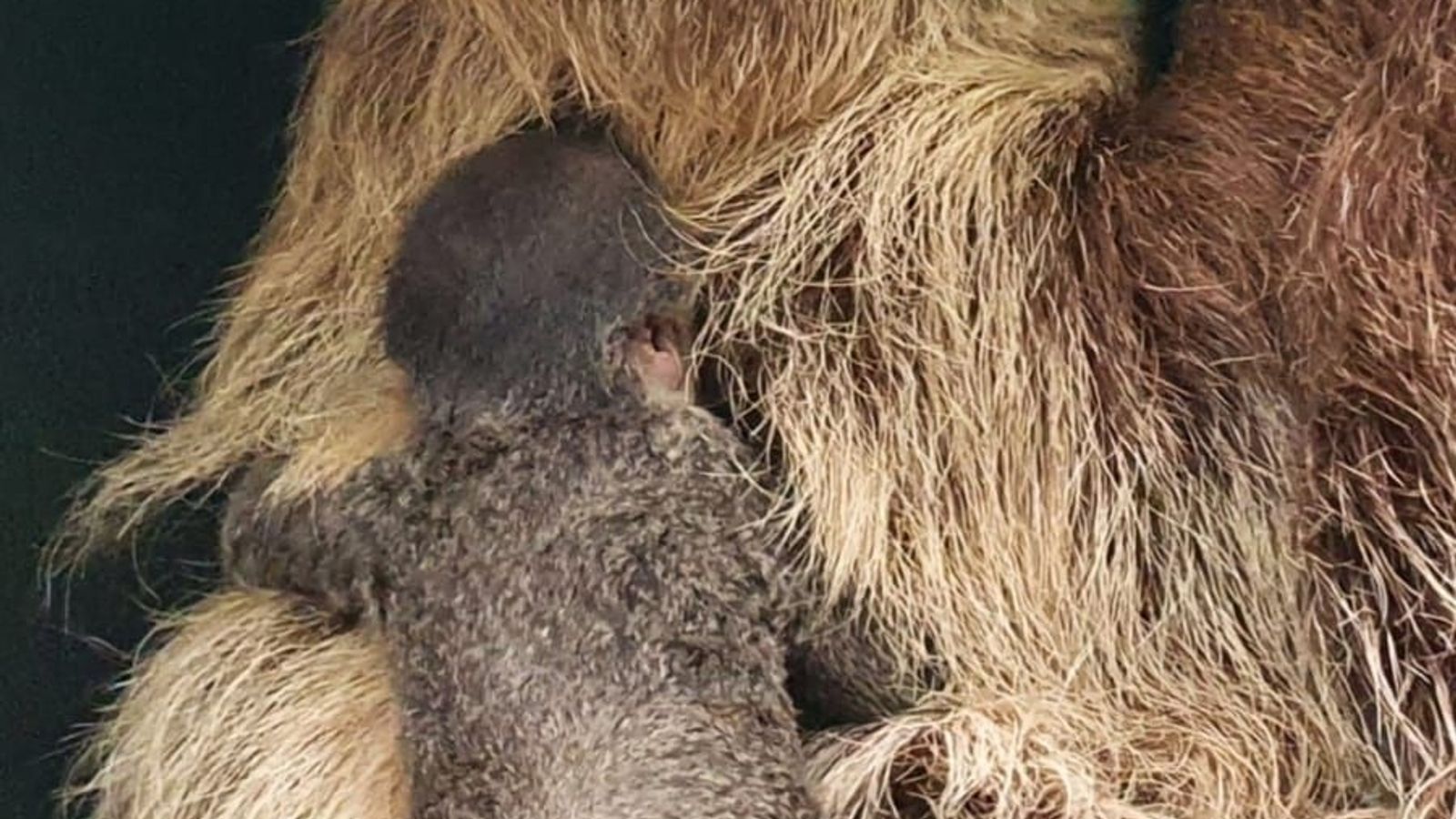 Faultier Nachwuchs Im Straubinger Zoo Br24