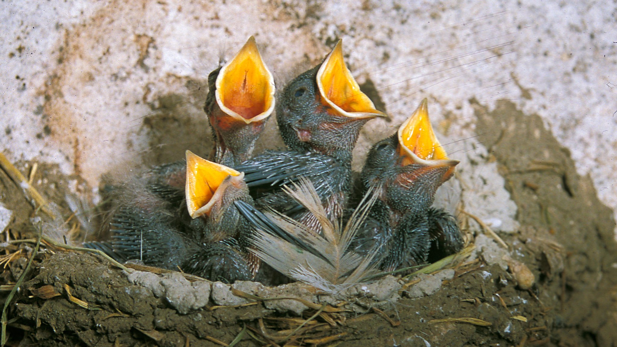 Vier Rauchschwalbenjunge sitzen in ihren Nestern in einem Stall und reißen den Schnabel auf.