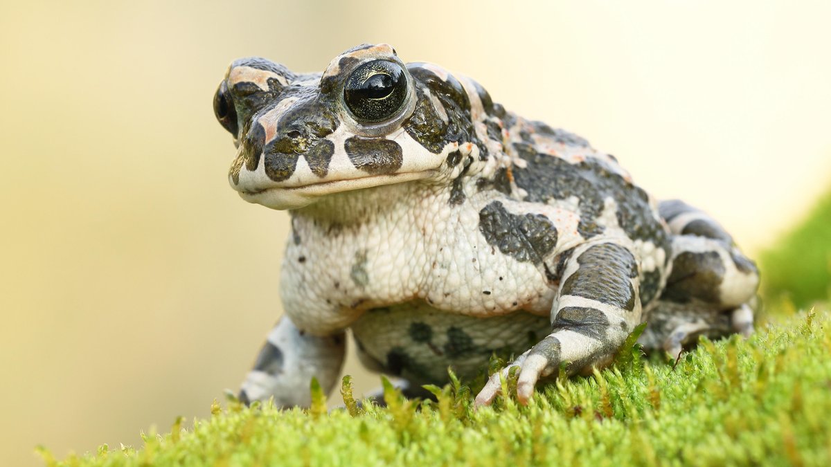 Wenn Industrie und Umweltverbände gemeinsam Amphibien schützen