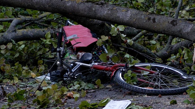 20 Meter hohe Buche erschlägt Radfahrerin im Würzburger Ringpark.