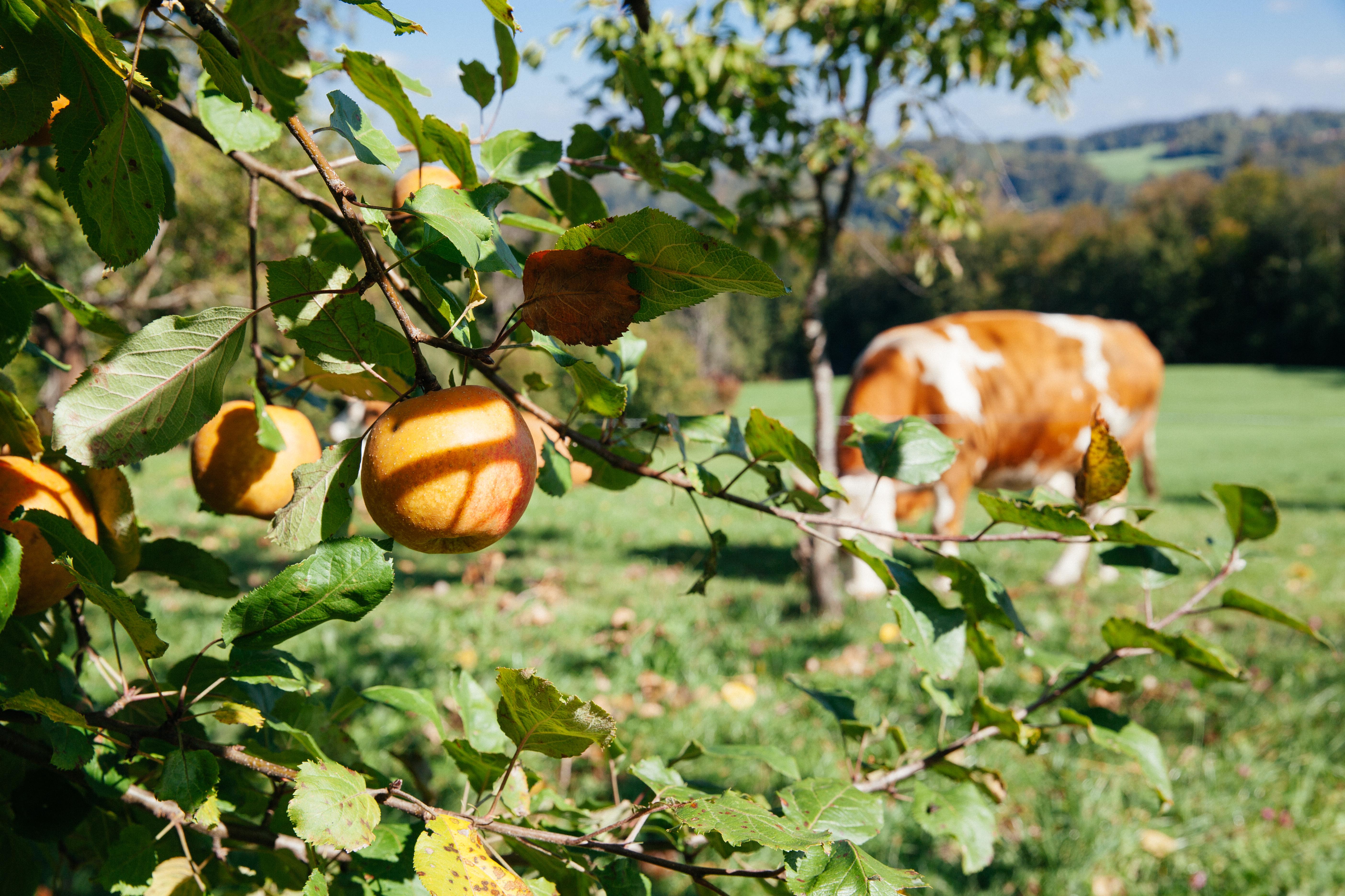 Apfelbaum mit Kuh im Hintergrund