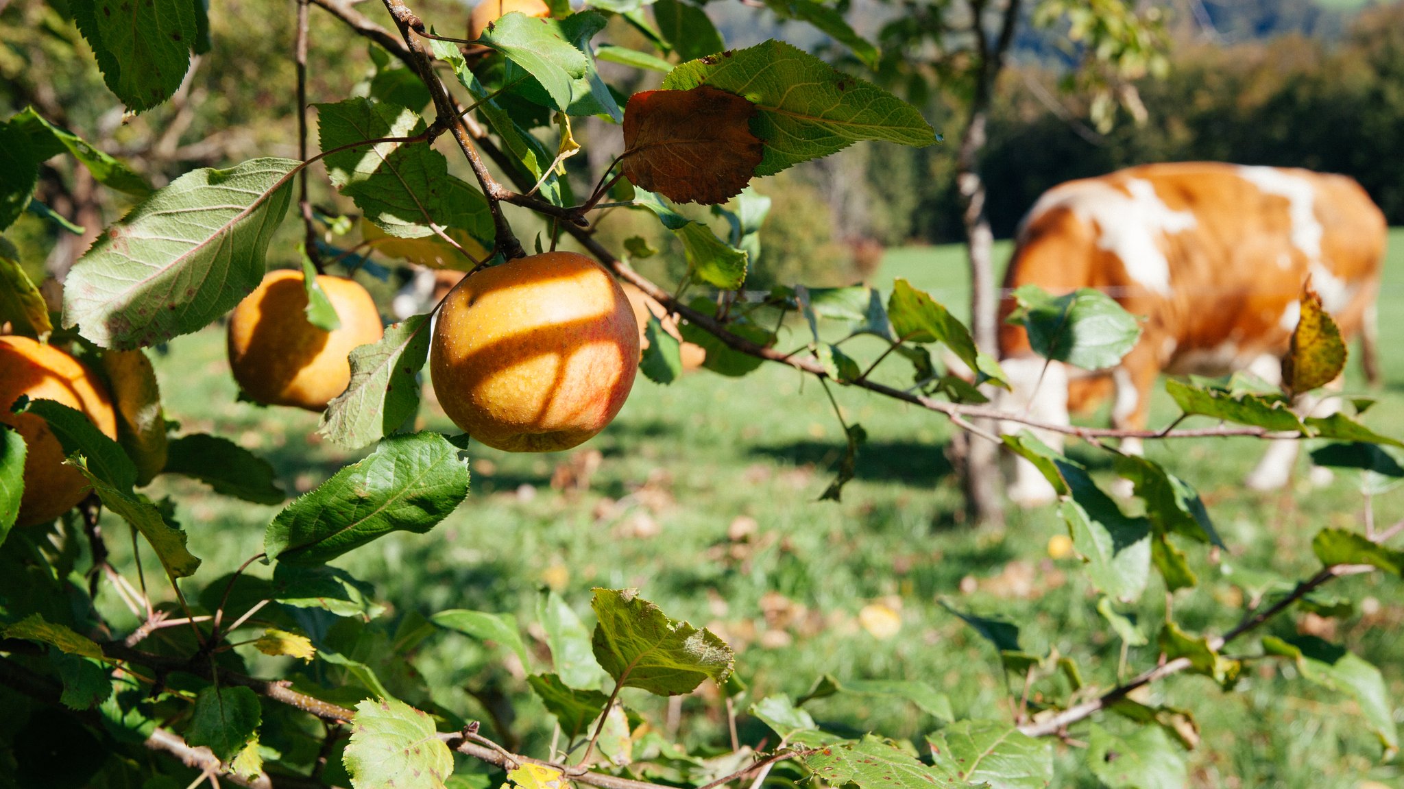 Apfelbaum mit Kuh im Hintergrund