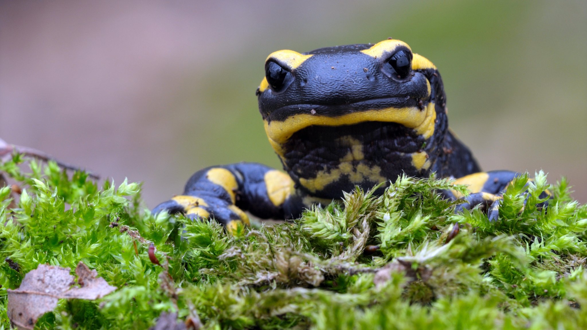 Feuersalamander und andere Amphibien sind vom Hautpilz Bsal (Batrachochytrium salamandrivorans) bedroht.