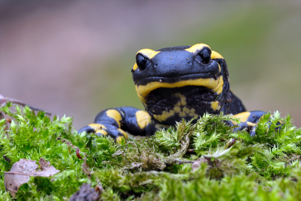 Feuersalamander und andere Amphibien sind vom Hautpilz Bsal (Batrachochytrium salamandrivorans) bedroht.