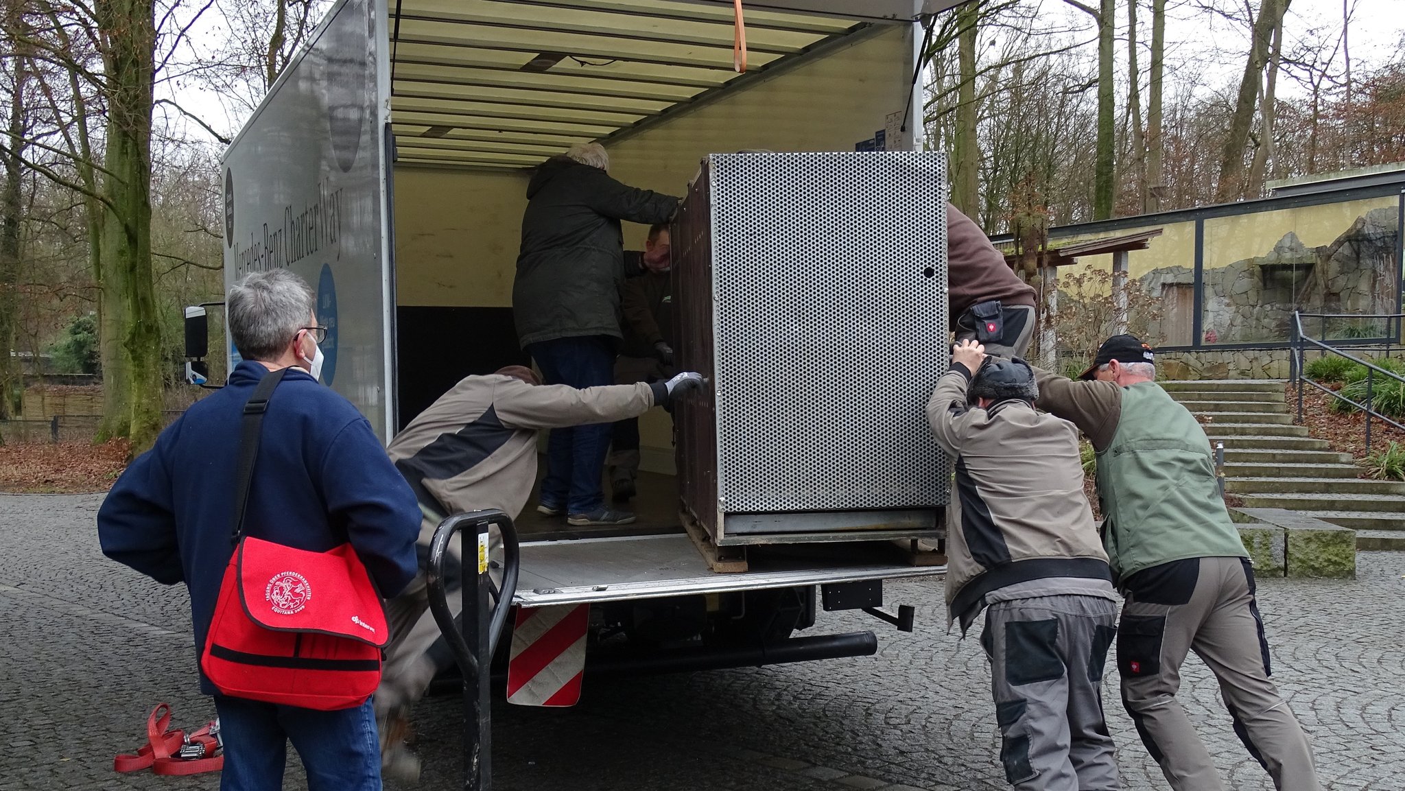 In speziellen Transportboxen wurden die Löwen nach Nürnberg gebracht.