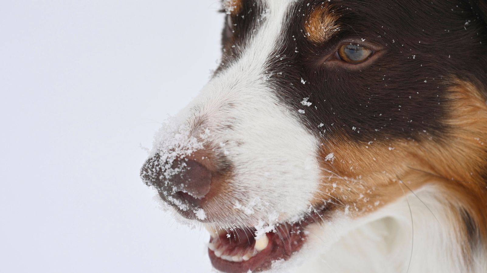 tierschutzbund prasidentin warnt vor lockdown hunden br24