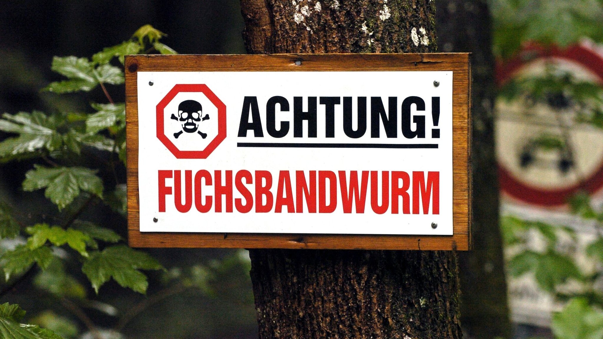 Ein Schild mit der Aufschrift "Achtung Fuchsbandwurm"