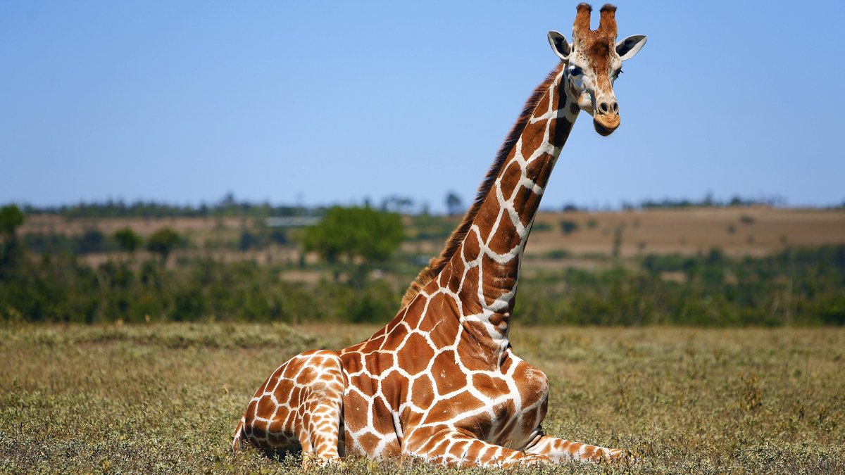 Giraffen sind Wiederkäuer. Sie ruhen in Brustlage, um ihre Verdauung nicht zu blockieren.