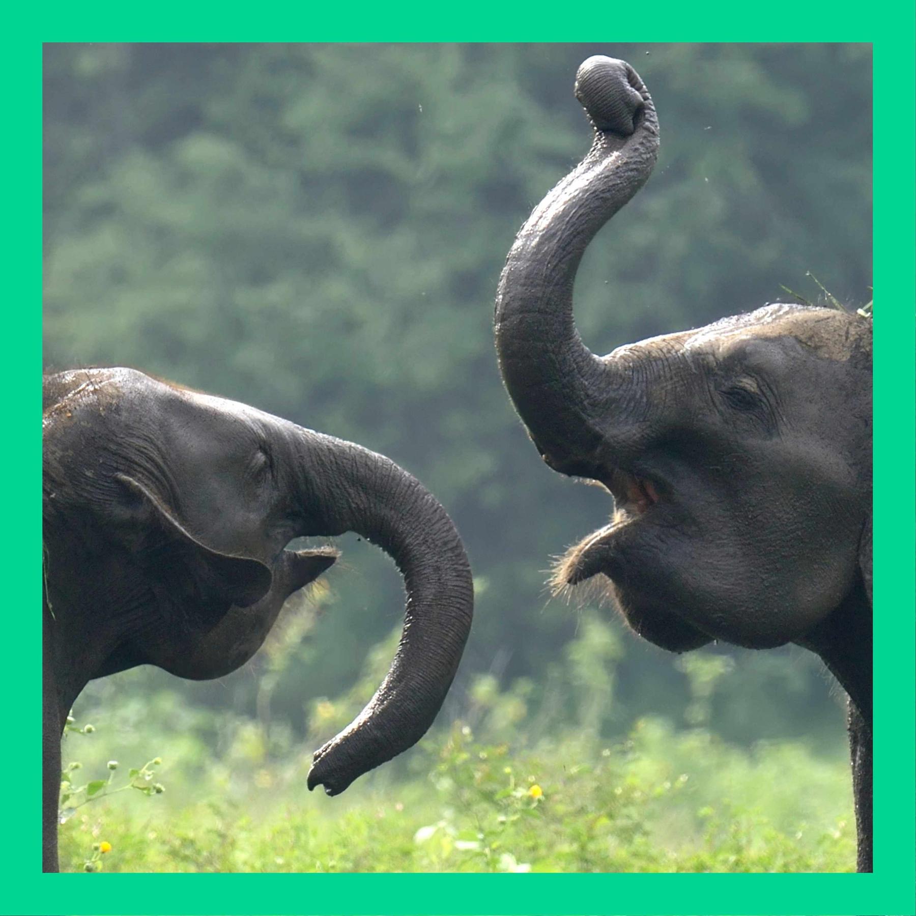 Können sich afrikanische und asiatische Elefanten unterhalten?