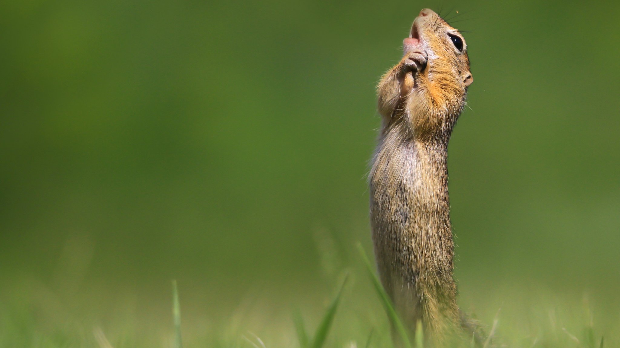 Ziesel aus der Gattung Erdhörnchen