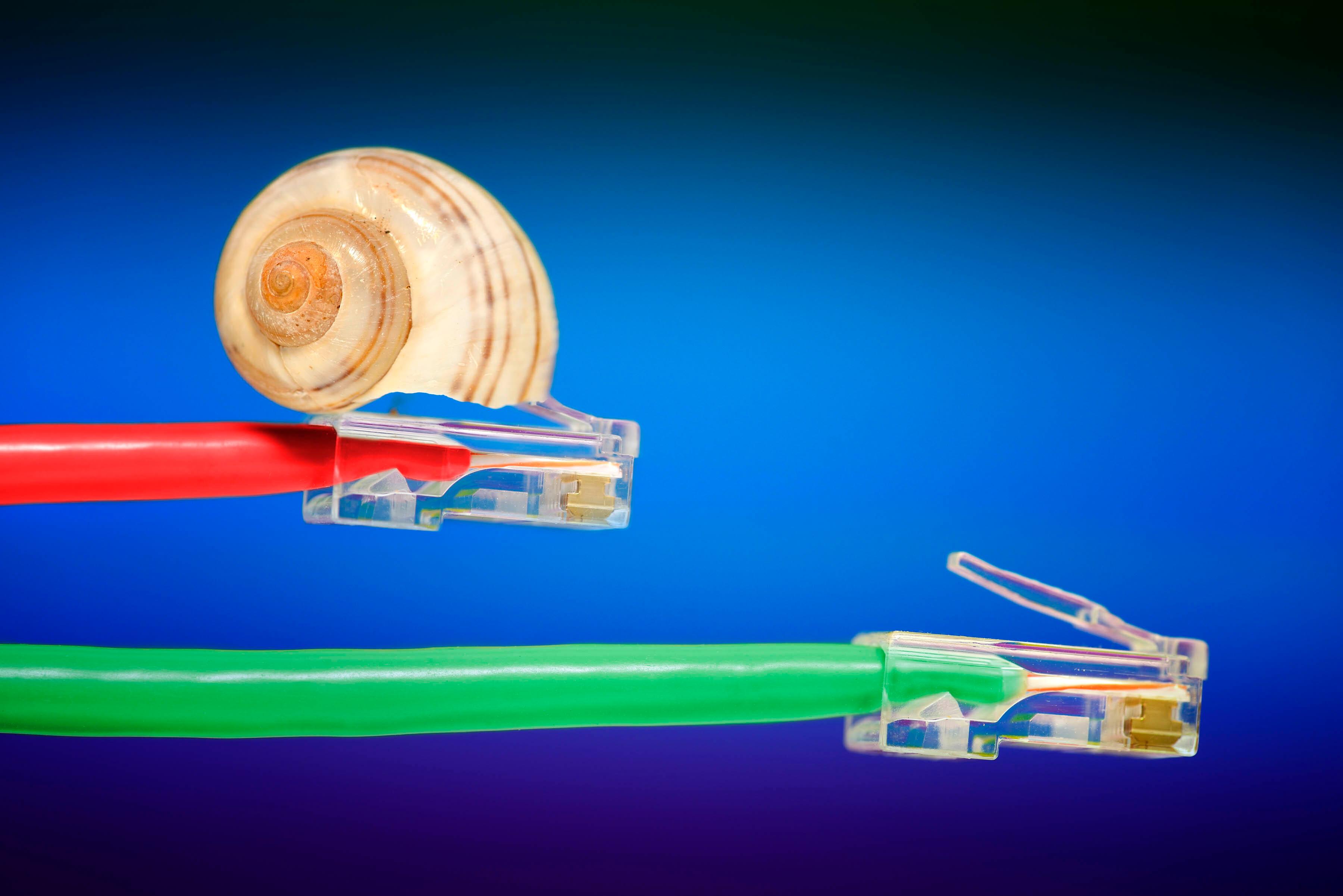 Zwei Lan-Kabel. Auf einem sitzt eine Schnecke.