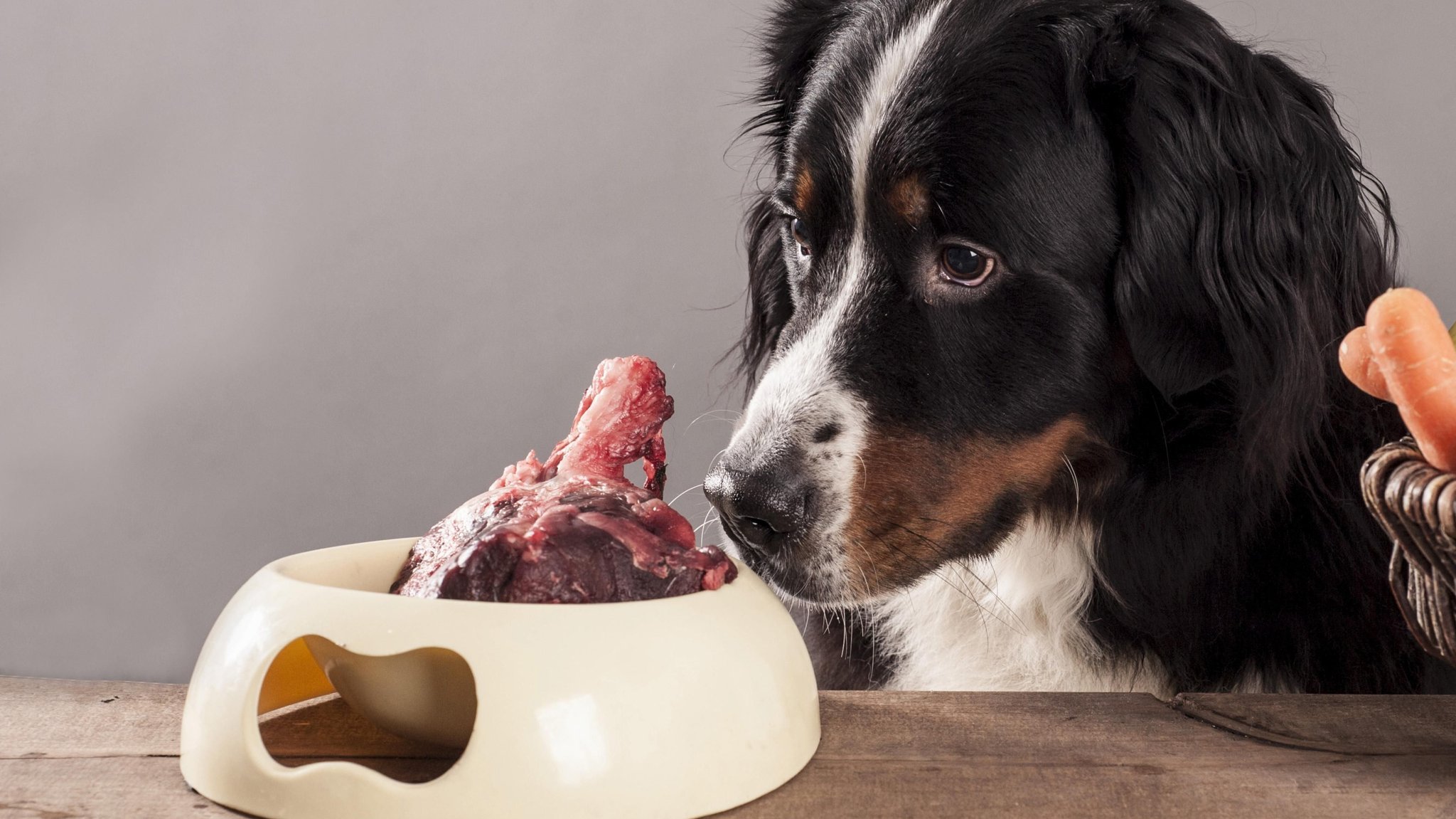 Hund vor einem Napf mit frischem Fleisch