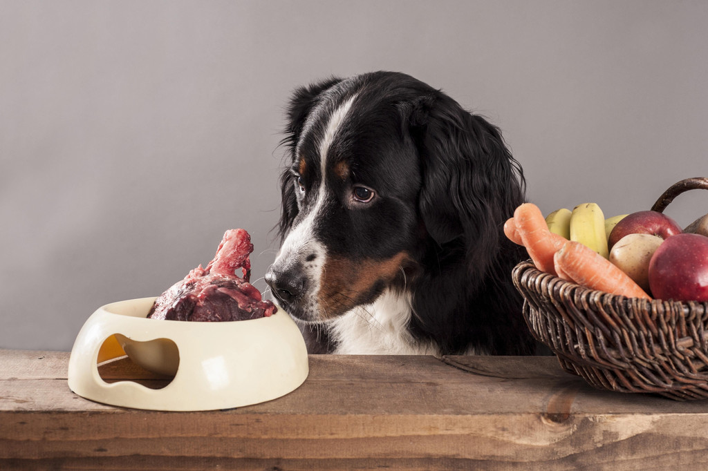 Hund vor einem Napf mit frischem Fleisch