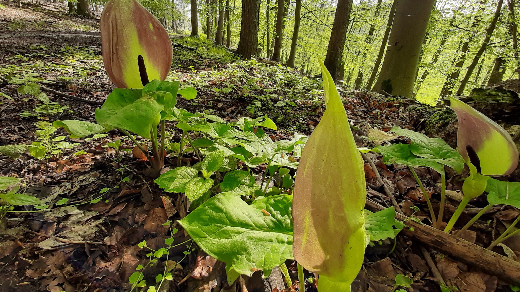 Gefleckter Aronstab im Wald