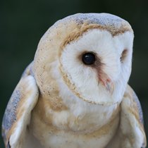 Die Schleiereule - Unheilsbotin und Mäuseschreck | Bild: picture alliance / imageBROKER | Christoph Bosch