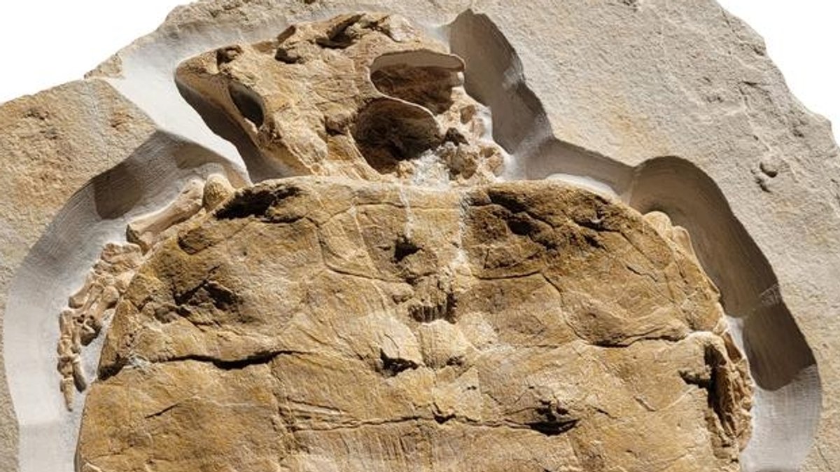 150 Millionen Jahre-Fund: Schildkröten-Fossil im Altmühltal
