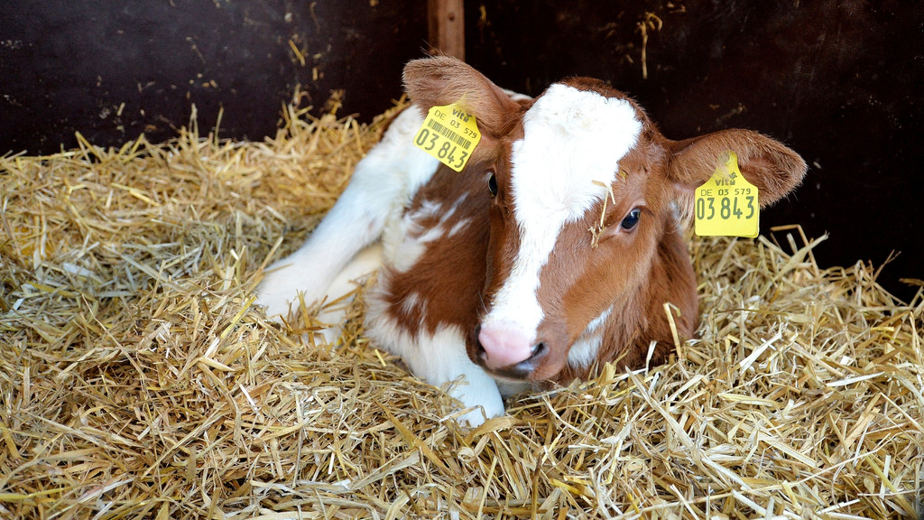 Junges Kalb liegt im Stroh | Bild: picture alliance / dpa | Carmen Jaspersen Junges Kalb liegt im Stroh
