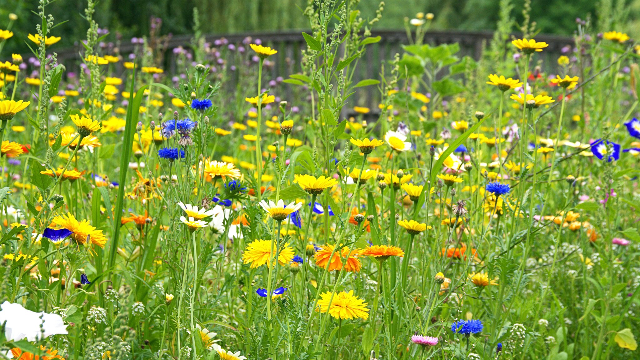 Wiese mit vielfältigen Wildblumen