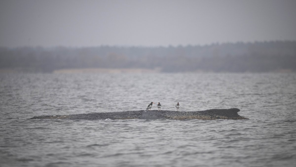 Drama um Ostsee-Wal: Zustand hat sich deutlich verschlechtert