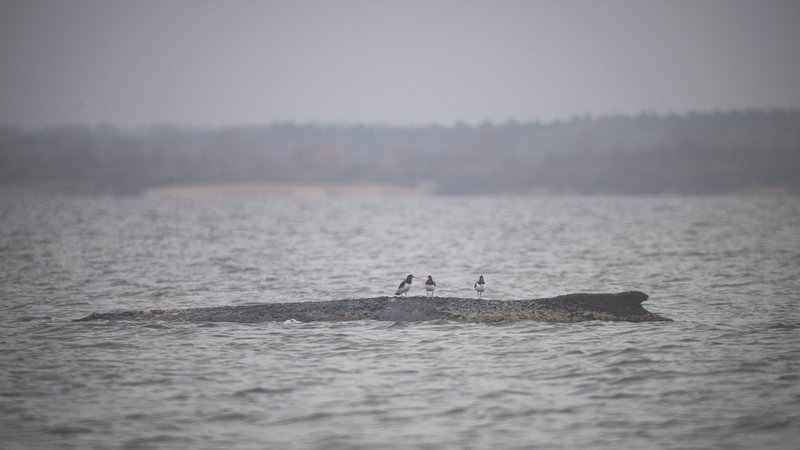 Drei Wasservögel sitzen auf dem Rücken des Wals, der sich weiter in der Wismarbucht befindet. | Bild: dpa-Bildfunk/Philip Dulian Drei Wasservögel sitzen auf dem Rücken des Wals, der sich weiter in der Wismarbucht befindet.