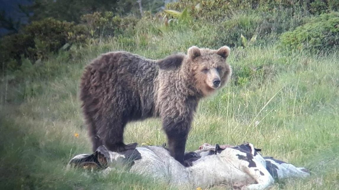 Nach Zweiter Flucht Italienischer Braunbar Wieder Eingefangen Br24