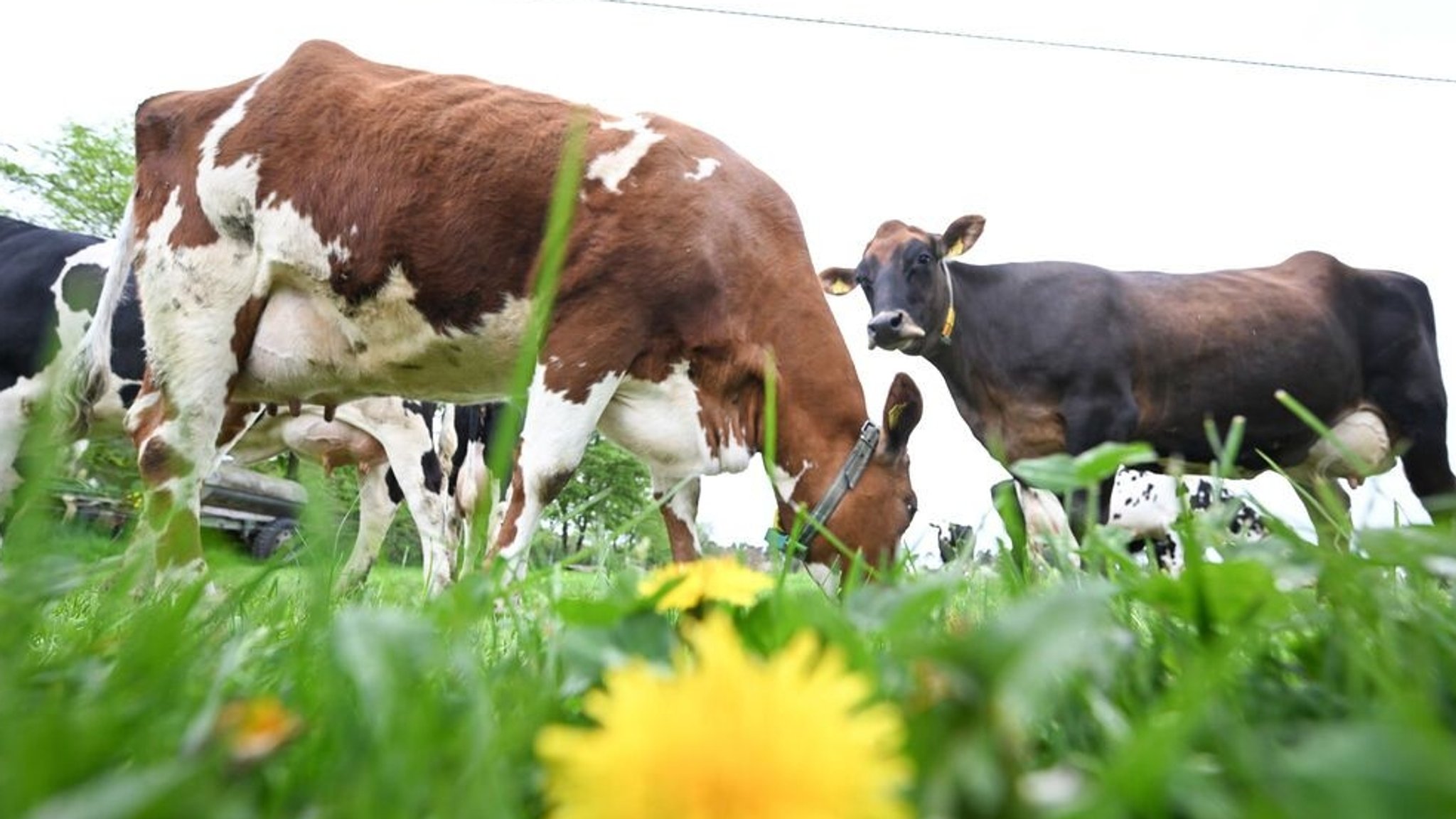 EU macht Ernst mit Pflicht zur Weidehaltung für Biobetriebe