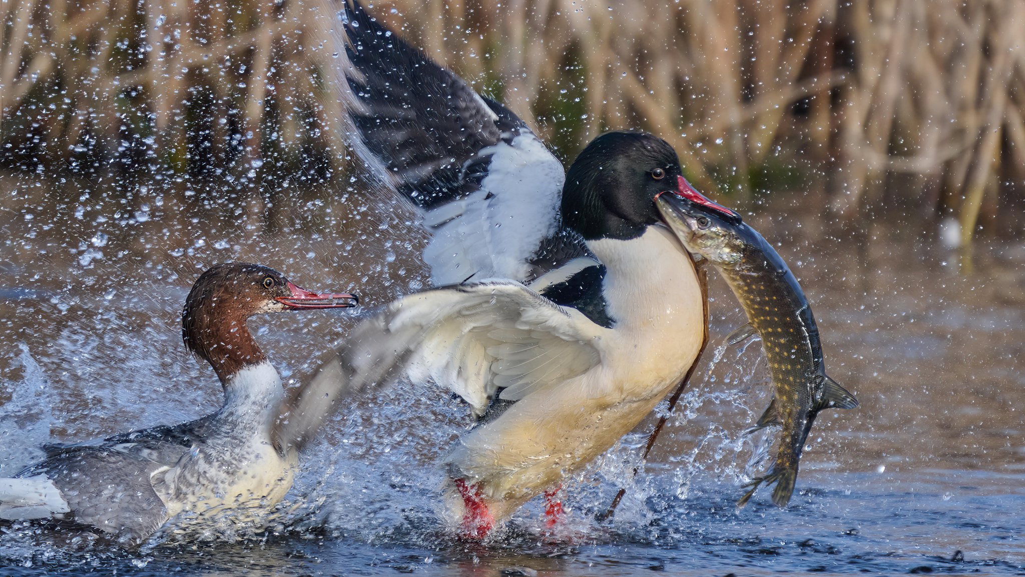 Gänsesäger fängt einen Fisch in einem Fluss.