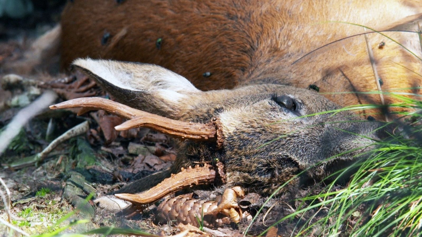 Kadaverforschung: Warum tote Tiere für die Natur wichtig sind | BR24