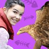 Seeadler – Beeindruckende Herrscher der Lüfte | Bild: BR/Text und Bild Medienproduktion GmbH & Co. KG