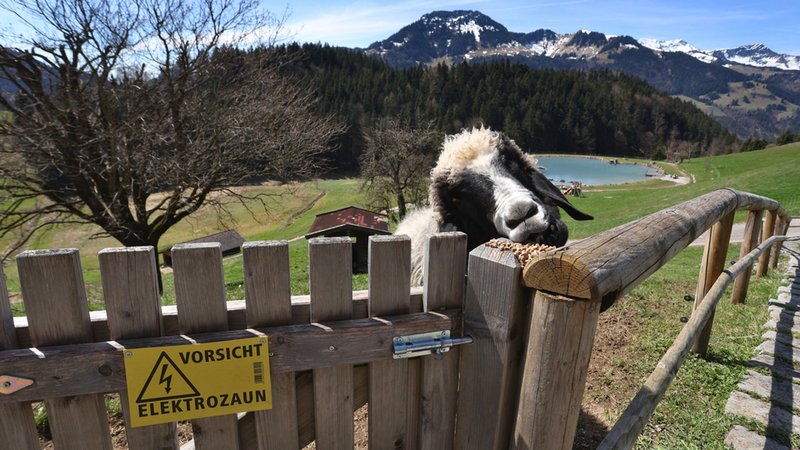 Archivbild: Oberaudorf: Schaf auf der Weide.