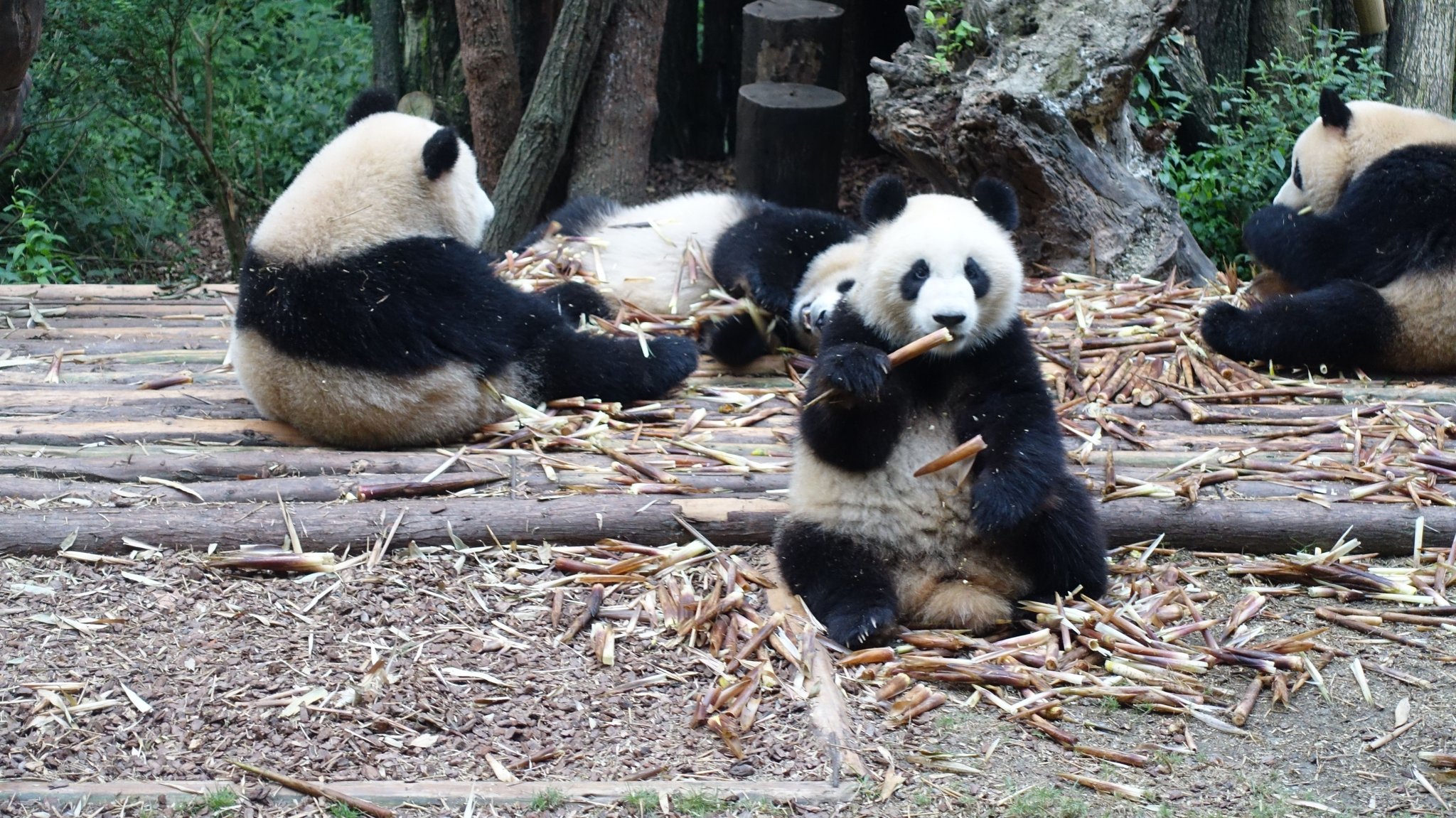 Eine Gruppe von Pandabären sitzt zusammen und frisst Bambus - die Hauptspeise der heutigen Art. Doch das war nicht immer so, wie nun Funde aus dem Allgäu zeigen. (Symbolbild).