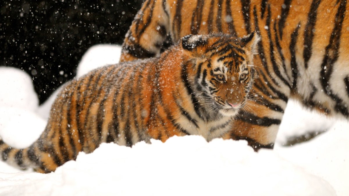 Amur-Tiger mit Jungtier