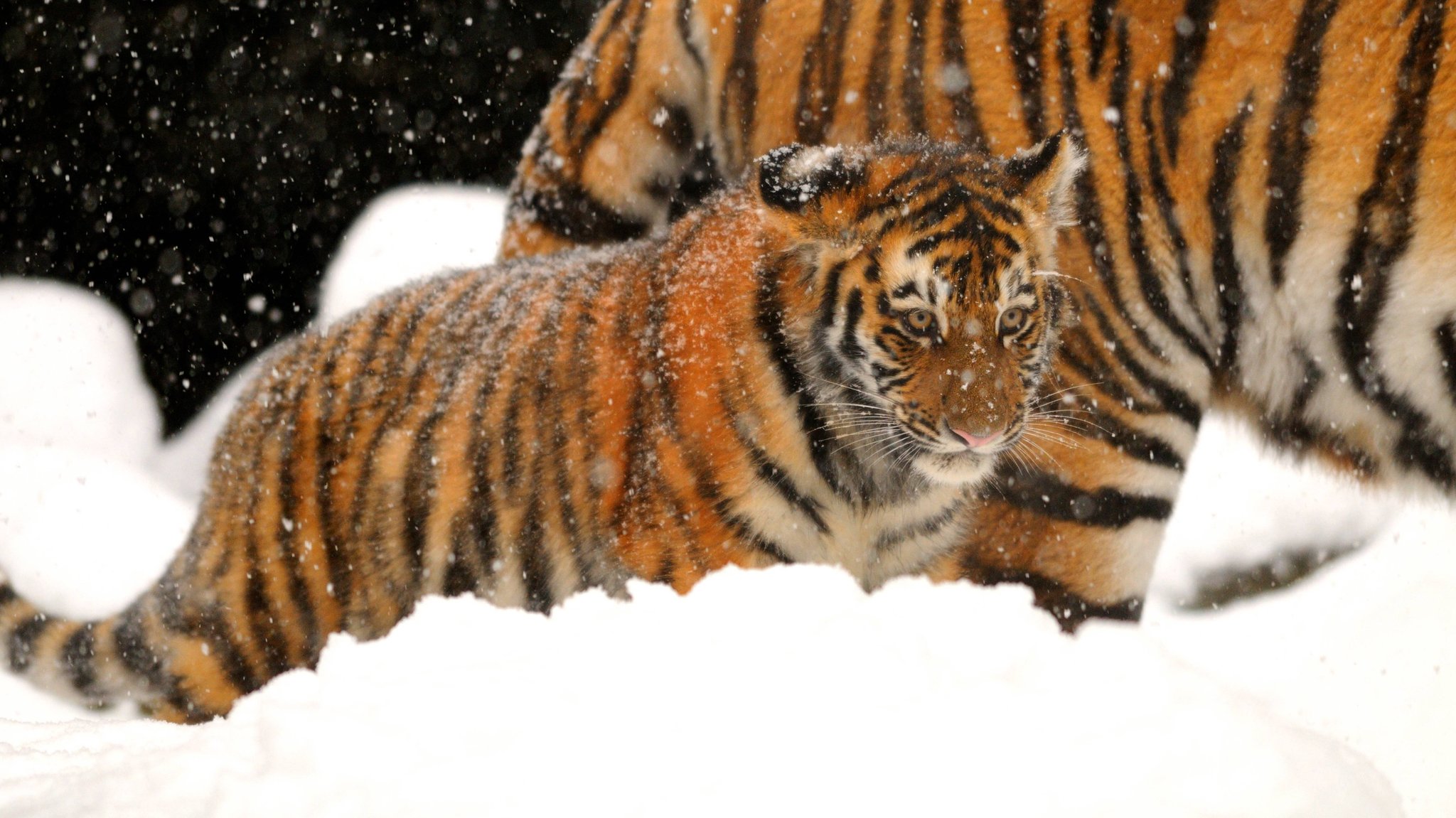 Schneemassen in Russland bedrohen Amur-Tiger