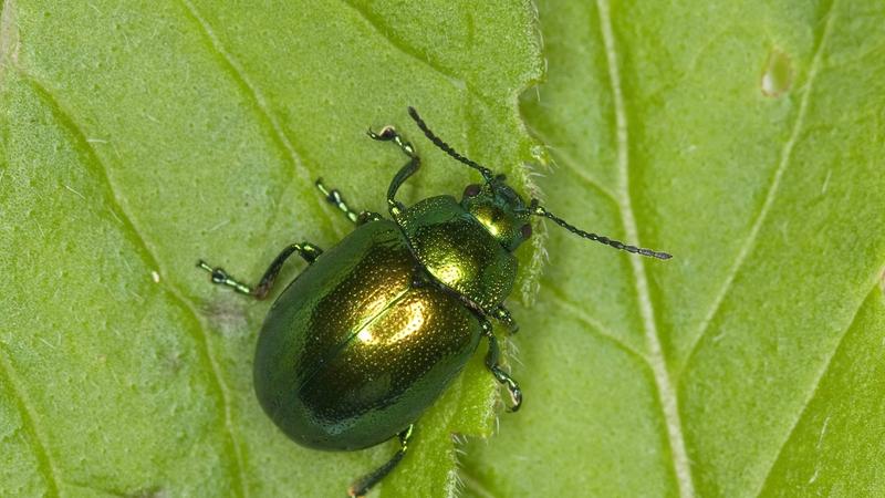 Schadlinge Im Heimischen Garten Br24