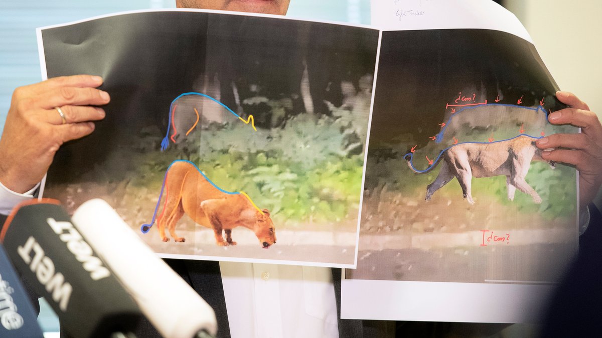 Michael Grubert (SPD), Bürgermeister von Kleinmachnow, erklärte bei einem Pressegespräch anhand von Fotos, weshalb es sich bei dem gesuchten Raubtier um keine Löwin handelt. 