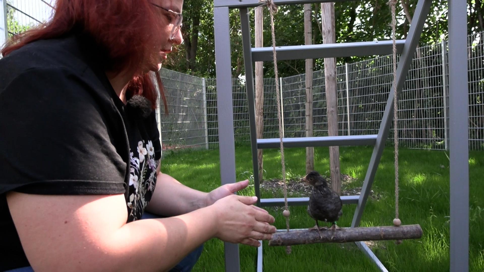 Hühnerbetreuerin Verena von Janotta mit einem schwarzen Huhn auf einer Hühnerschaukel