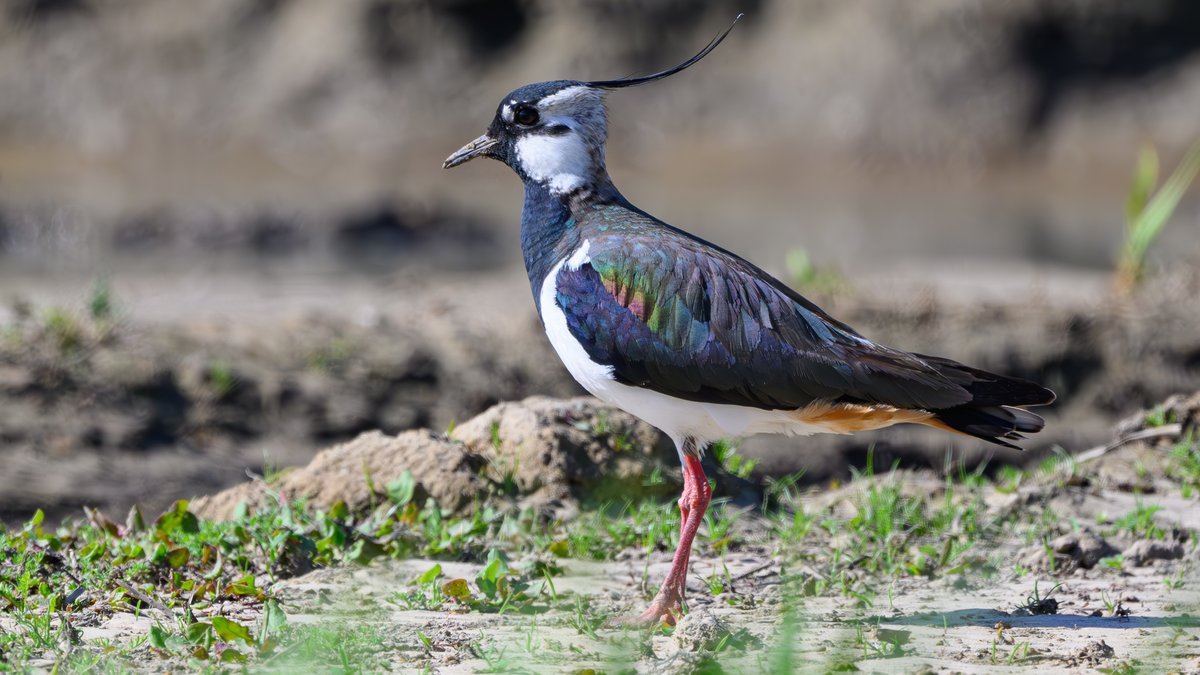 Patrick Pleul Ein Kiebitz (Vanellus vanellus) auf einem Acker