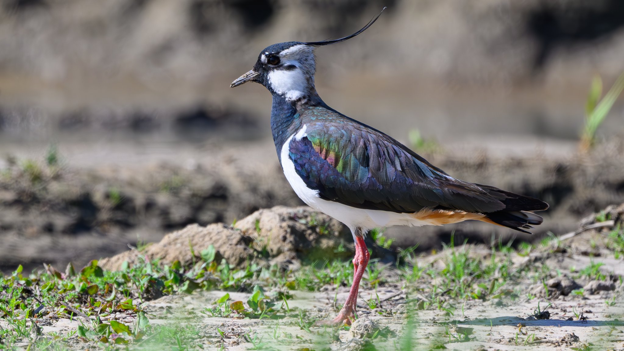 Patrick Pleul Ein Kiebitz (Vanellus vanellus) auf einem Acker