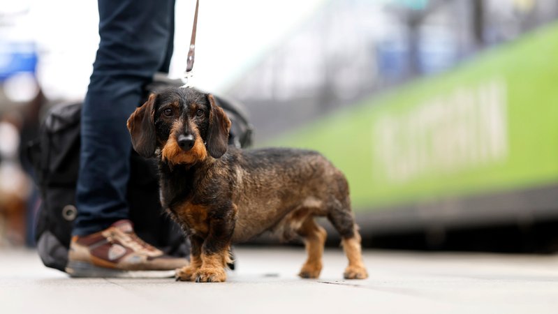 Symbolbild: Ein Dackel an der Leine | Bild: picture alliance / Panama Pictures | Christoph Hardt Symbolbild: Ein Dackel an der Leine