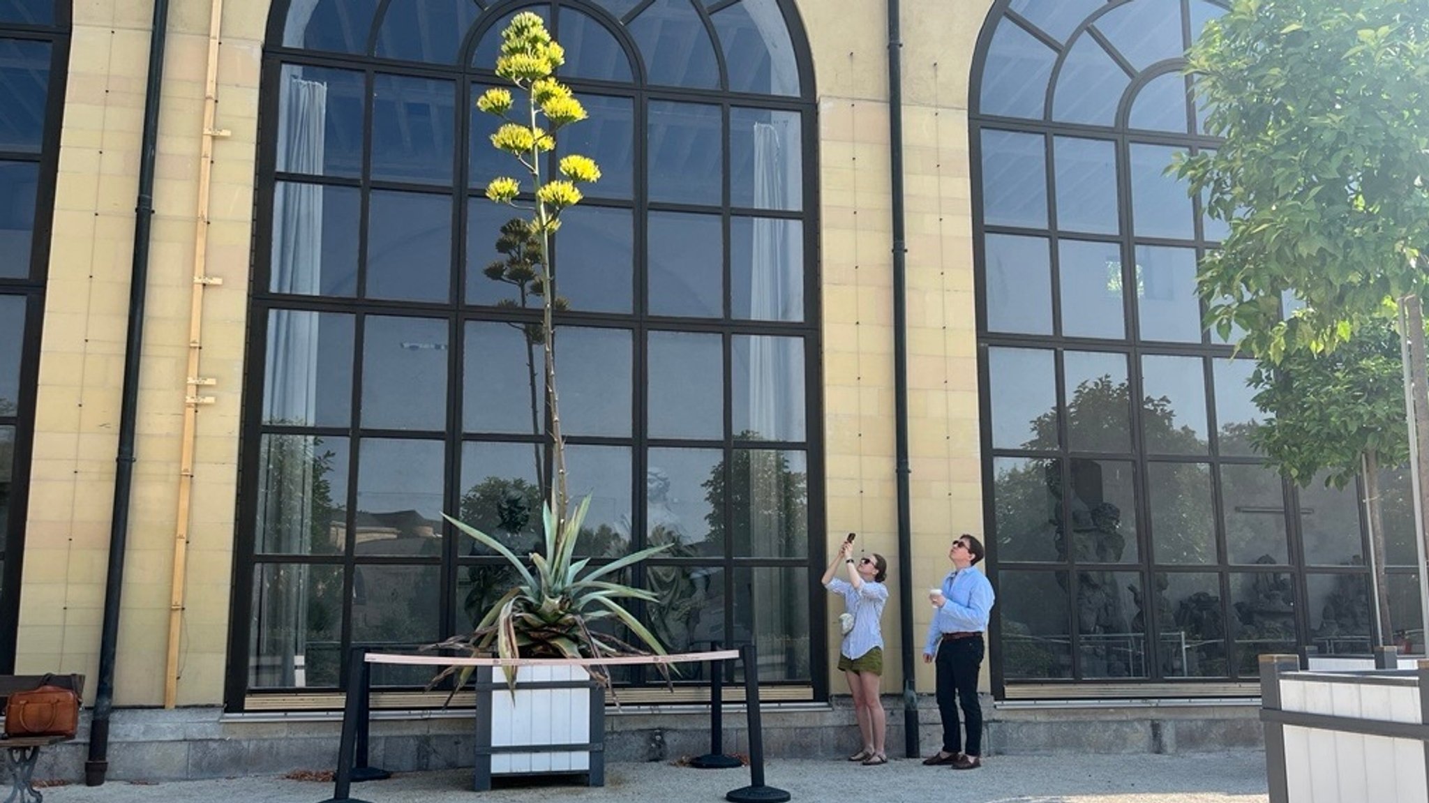 Eine Frau und ein Mann schauen sich die riesige Blüte der Agave im Hofgarten der Würzburger Residenz an. | Bild: BR/Valentin Beige Eine Frau und ein Mann schauen sich die riesige Blüte der Agave im Hofgarten der Würzburger Residenz an.