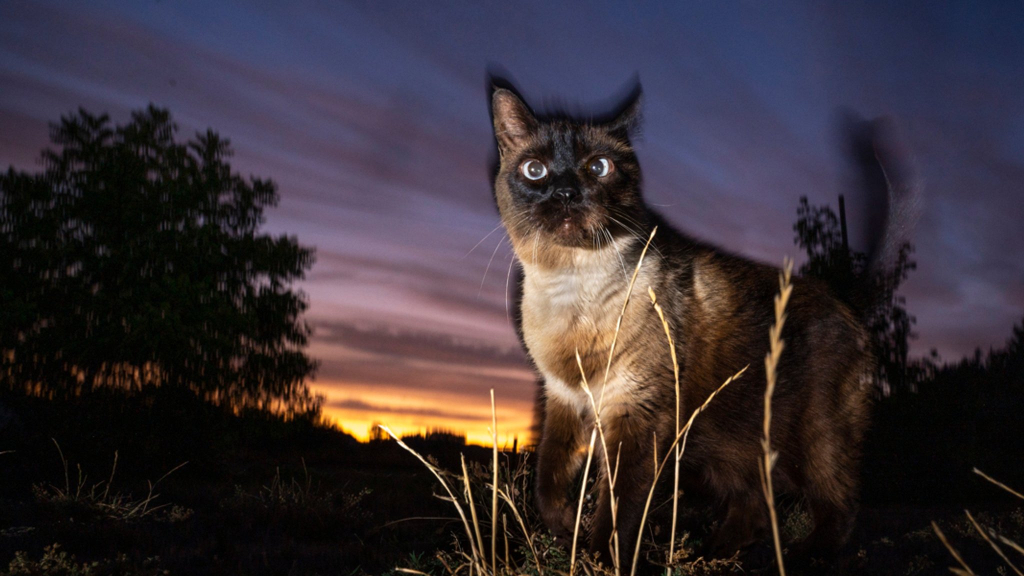 Eine Siamkatze in der Abenddämmerung