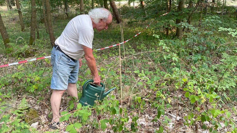 Ein Ehrenamtlicher gießt einen Setzling im Sommerhäuser Gemeindewald.
