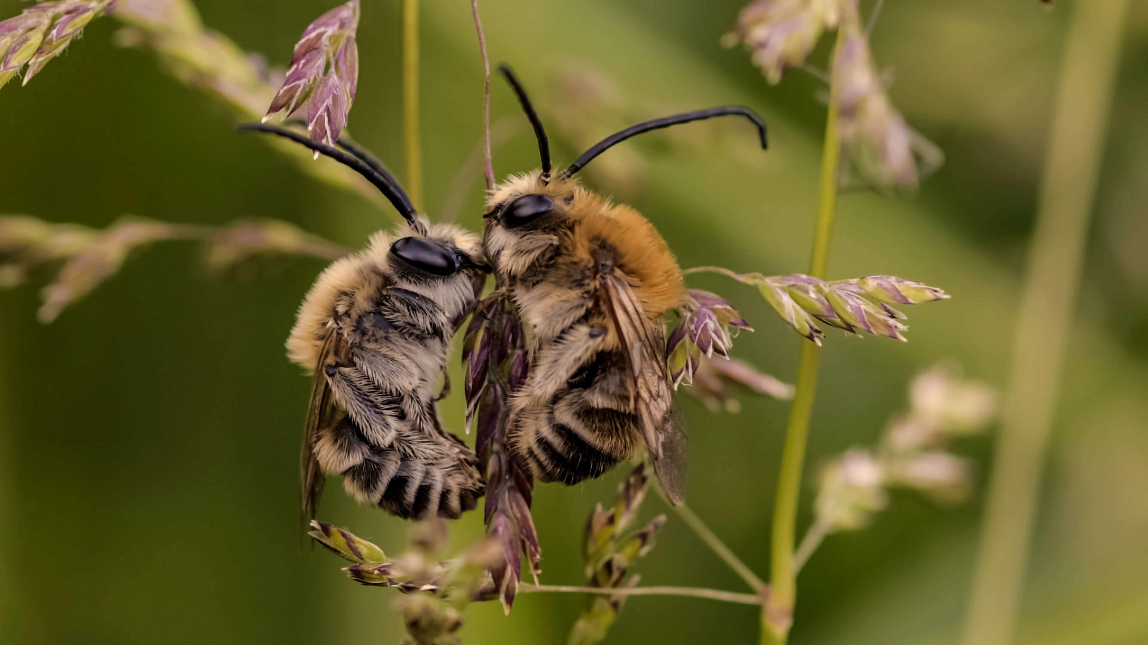Zwei Langhornbienen an einem Stängel