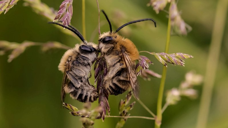 Zwei Langhornbienen an einem Stängel
