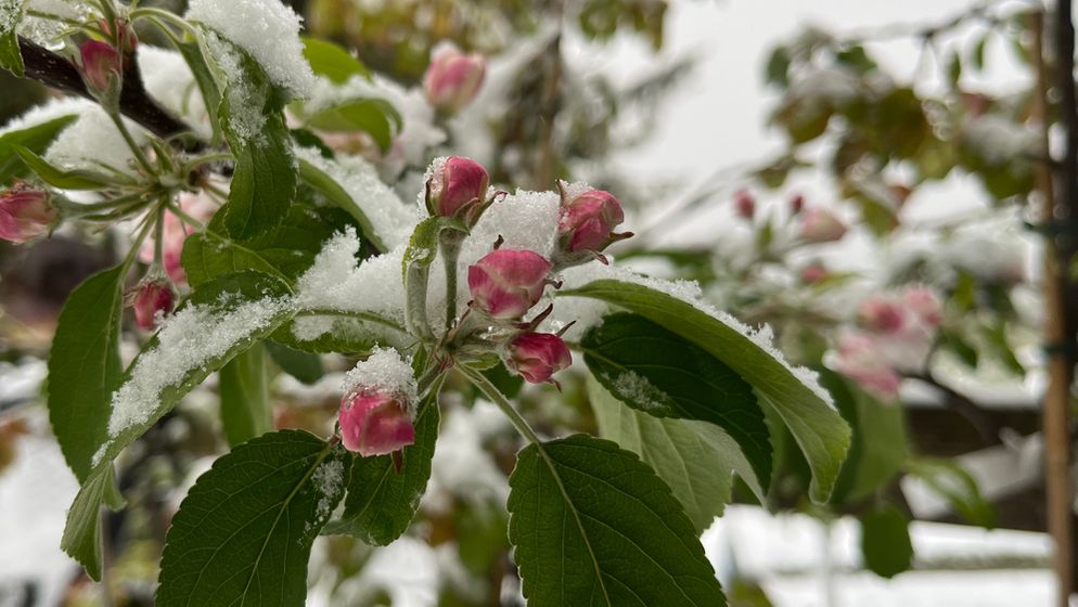 Ein Apfelbaum blüht im Schnee | Bild:BR/Katharina Reichart