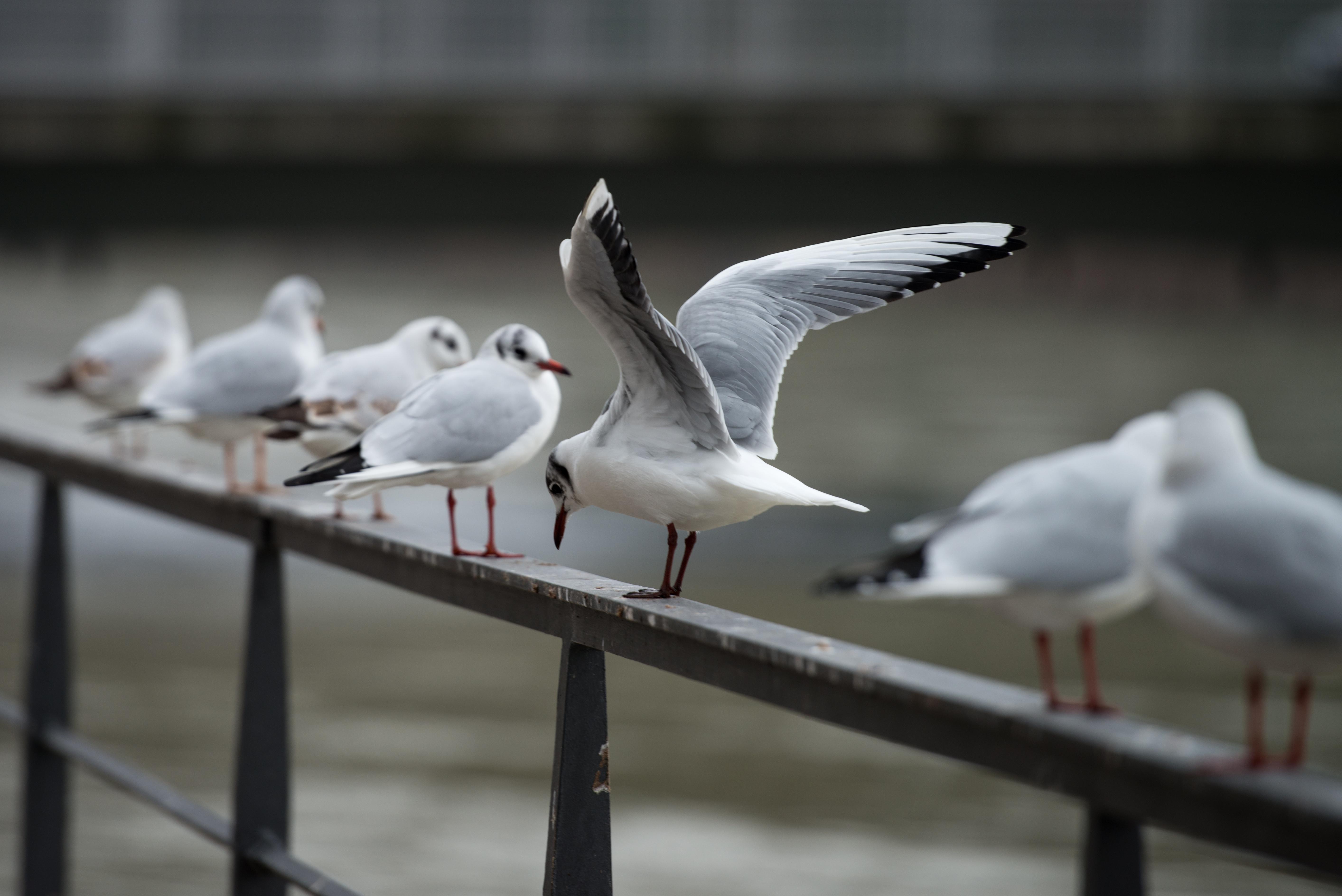 Möwen sitzen auf einem Geländer am Ufer der Isar in Landshut