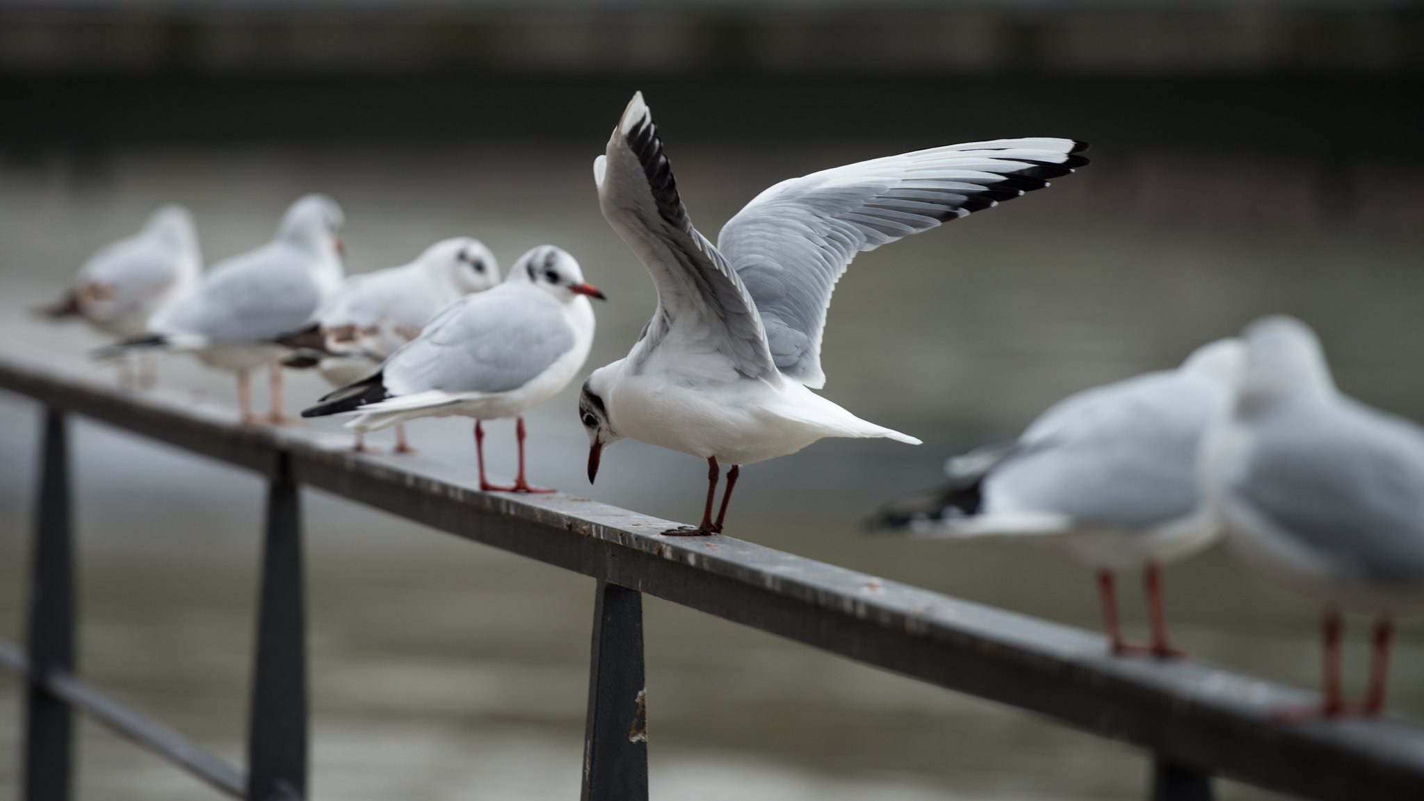 Möwen sitzen auf einem Geländer am Ufer der Isar in Landshut