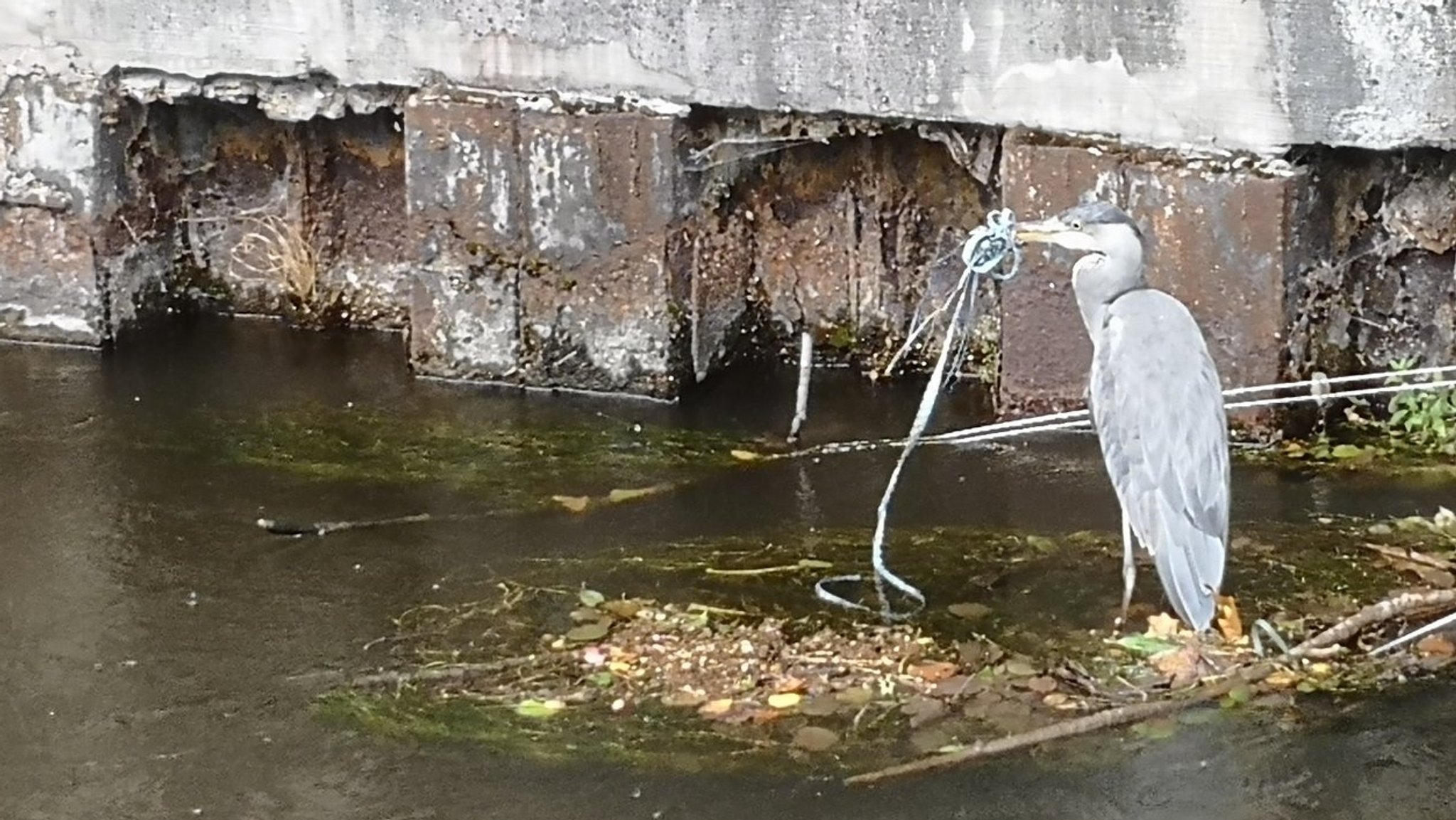 Plastikschnur um Schnabel: Tierschützer wollen Graureiher retten