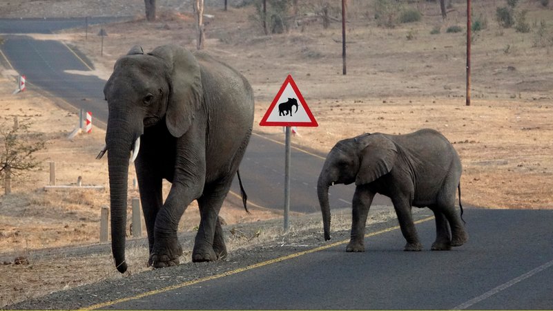 Elefanten auf einer Straße (Symbolbild)